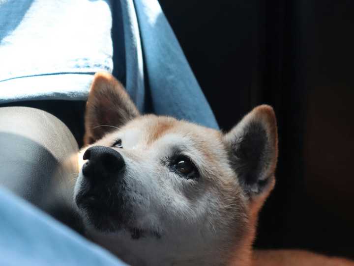 A closer look at Do Anxious Dogs Require More Veterinary Care