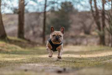 french bulldog exercise needs