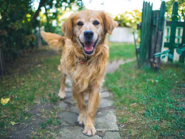 popular names for dogs male