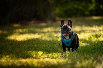 french bulldog exercise