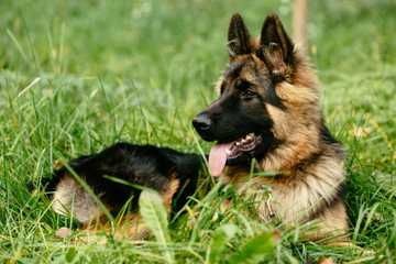 training a german shepherd puppy