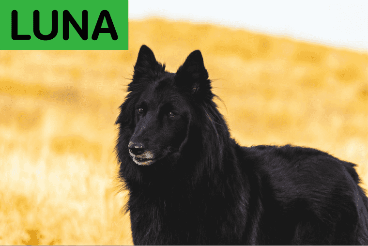 top girl dog names