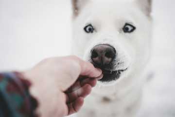 cuantas veces al dia debe comer un perro cachorro