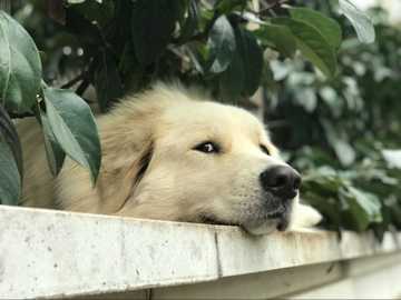 mi perro llora mucho
