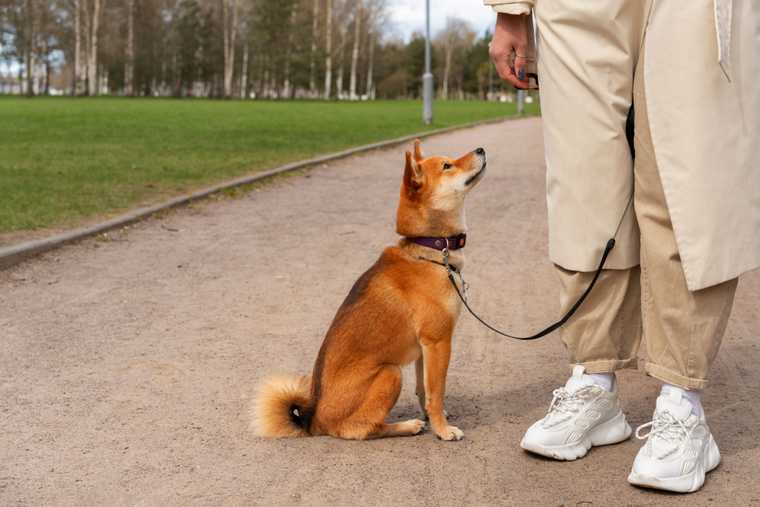 sit command for dogs