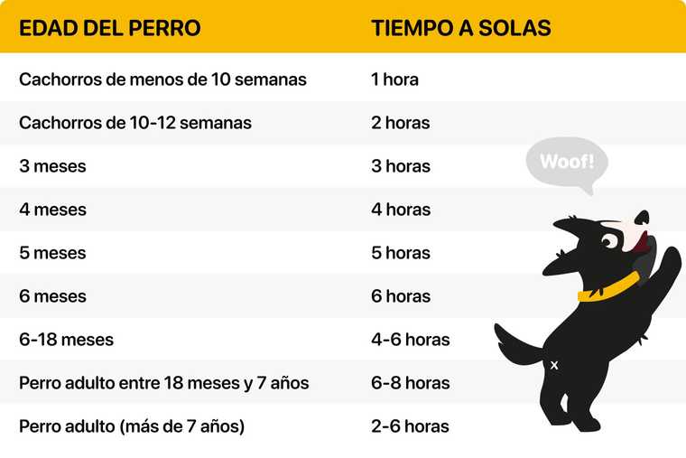 cuantas horas puedo dejar a mi perro solo en casa