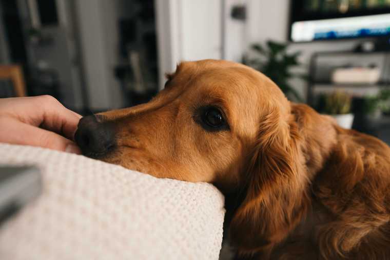 dog esa training