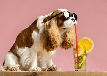 dehydrated puppy