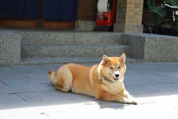 walking dog in hot weather
