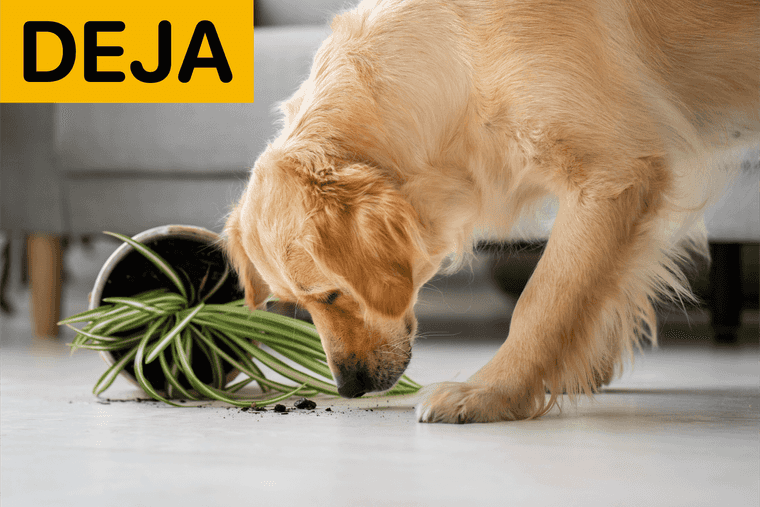 comandos para adiestrar perros