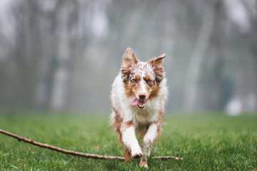 pastor australiano aussie