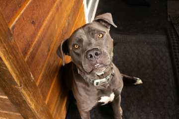 how to get dog to stop peeing in crate