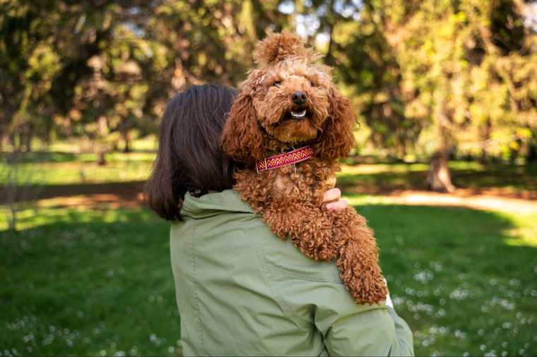 goldendoodle trainability