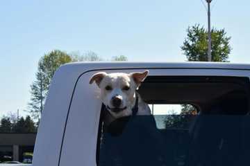 car temps for dogs