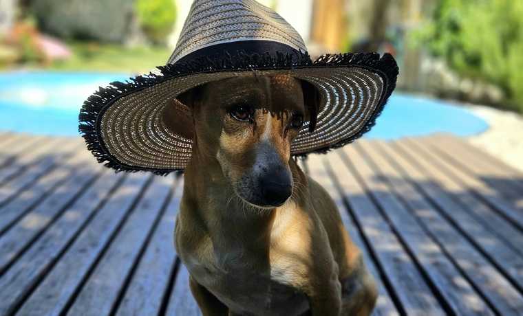 que hacer si mi perro tiene calor