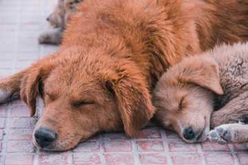 posiciones de perros al dormir