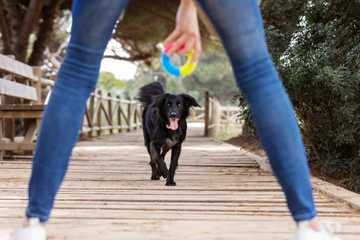 tricks to teach dogs