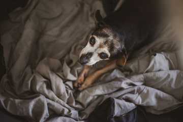 porque mi perro rasca su cama y llora
