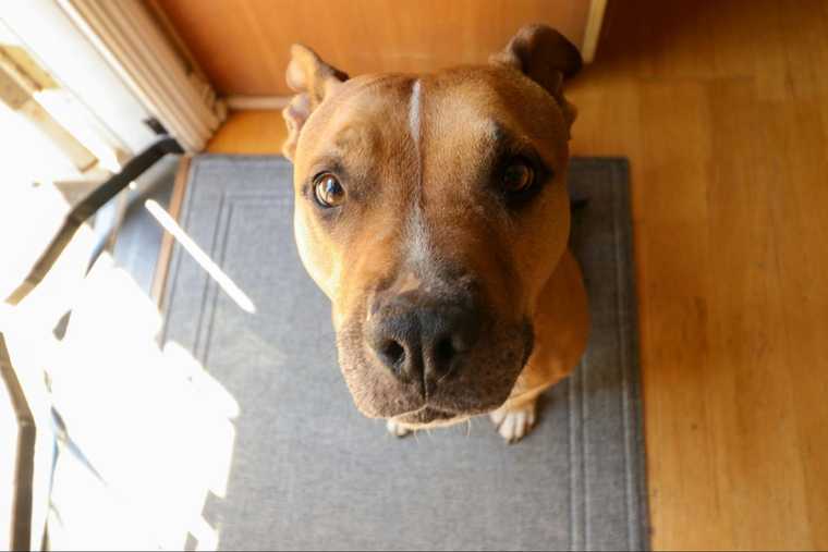 why is my dog whining
