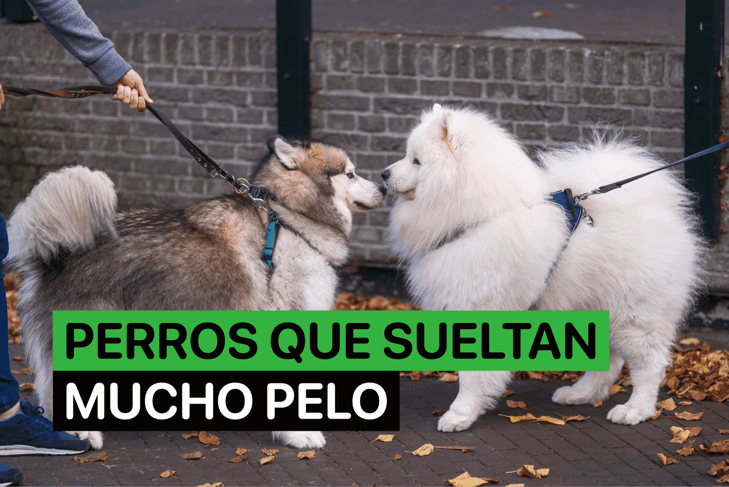 perros que sueltan mucho pelo