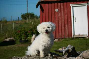 small dog that does not shed