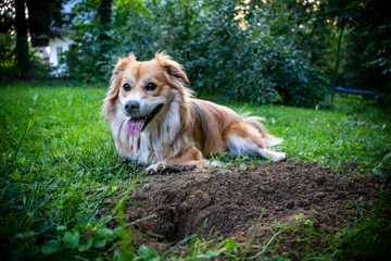 por que escarban los perros