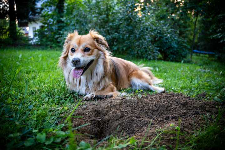 Cómo Evitar Que Los Perros Escarben O Hagan Pozos En El Suelo