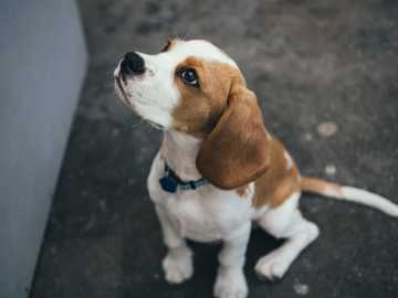 how long does it take to train puppy