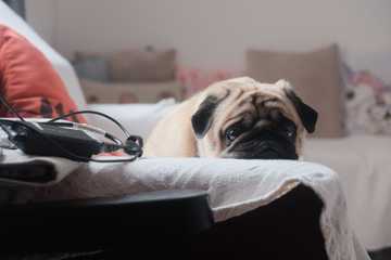 excessive dog hair shedding