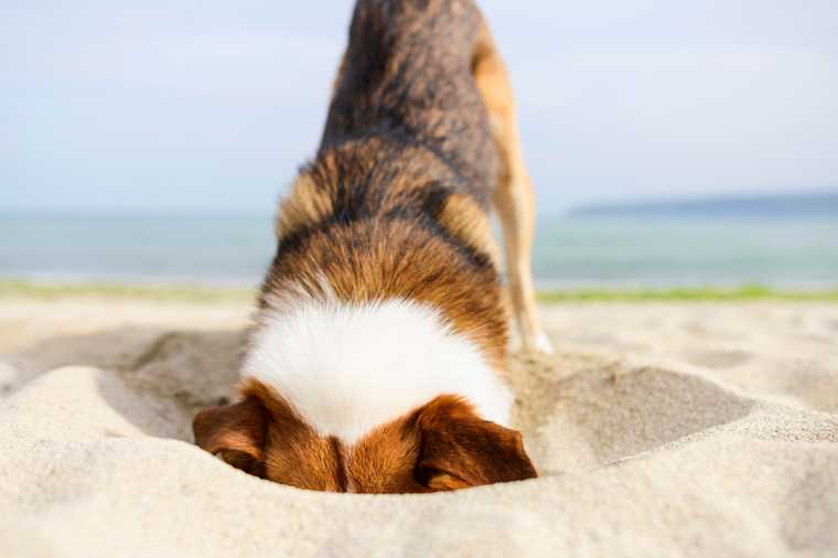 how to tell if a dog is overheating