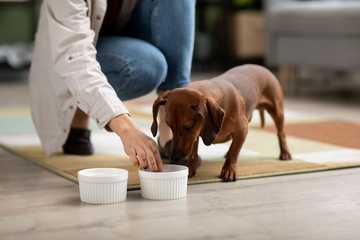 how to take care of a dog by yourself