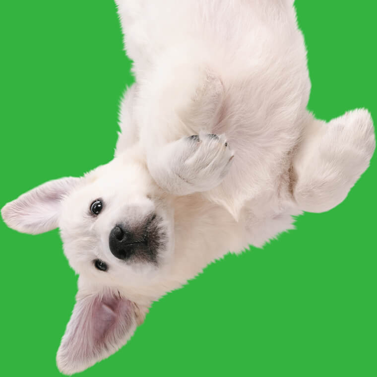 Inverted dog