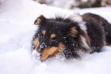 why do dogs like to eat snow