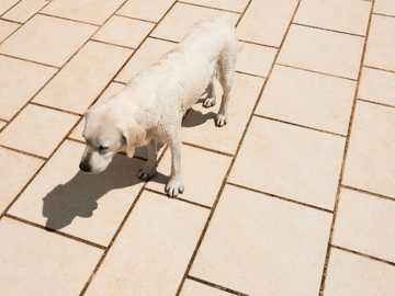 is it too hot to walk my dog