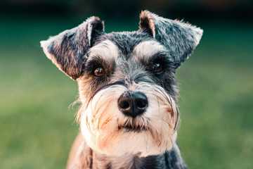 small dogs hypoallergenic