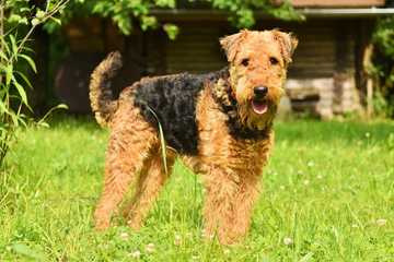 hypoallergenic big dogs