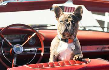 safe temperature to leave dog in car