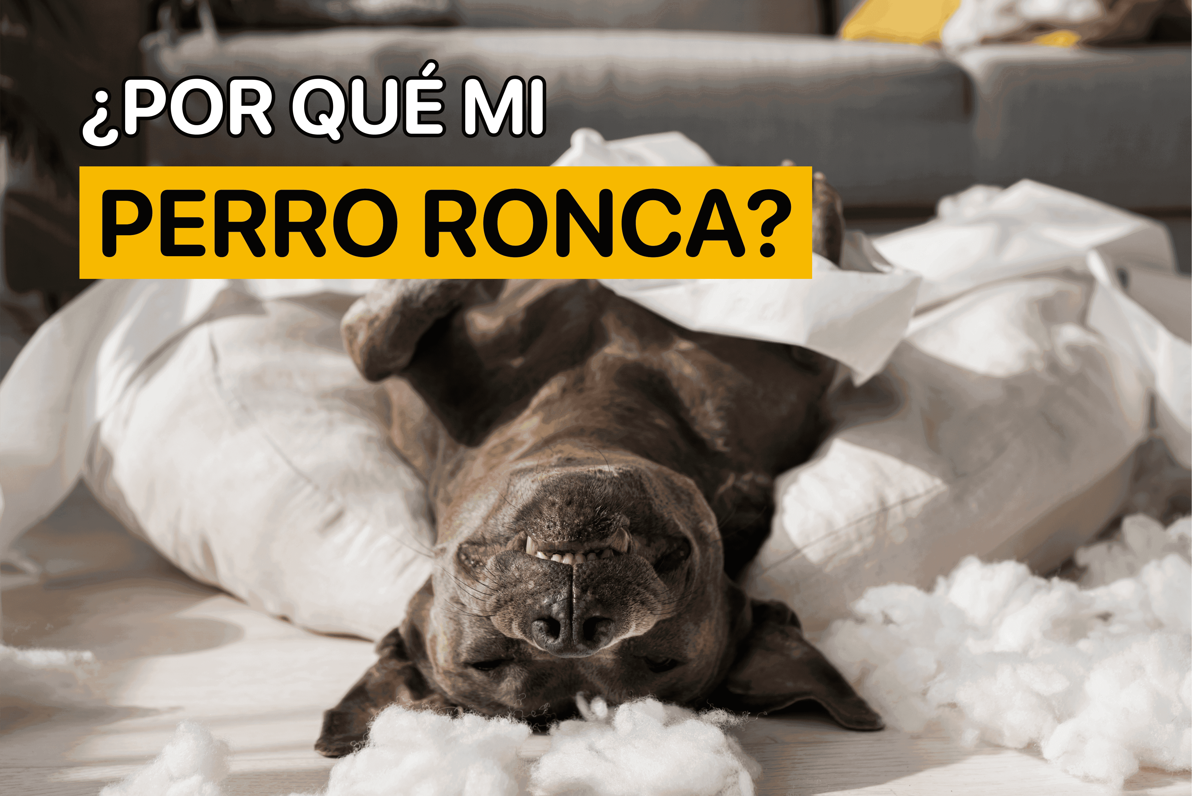 por que mi perro ronca