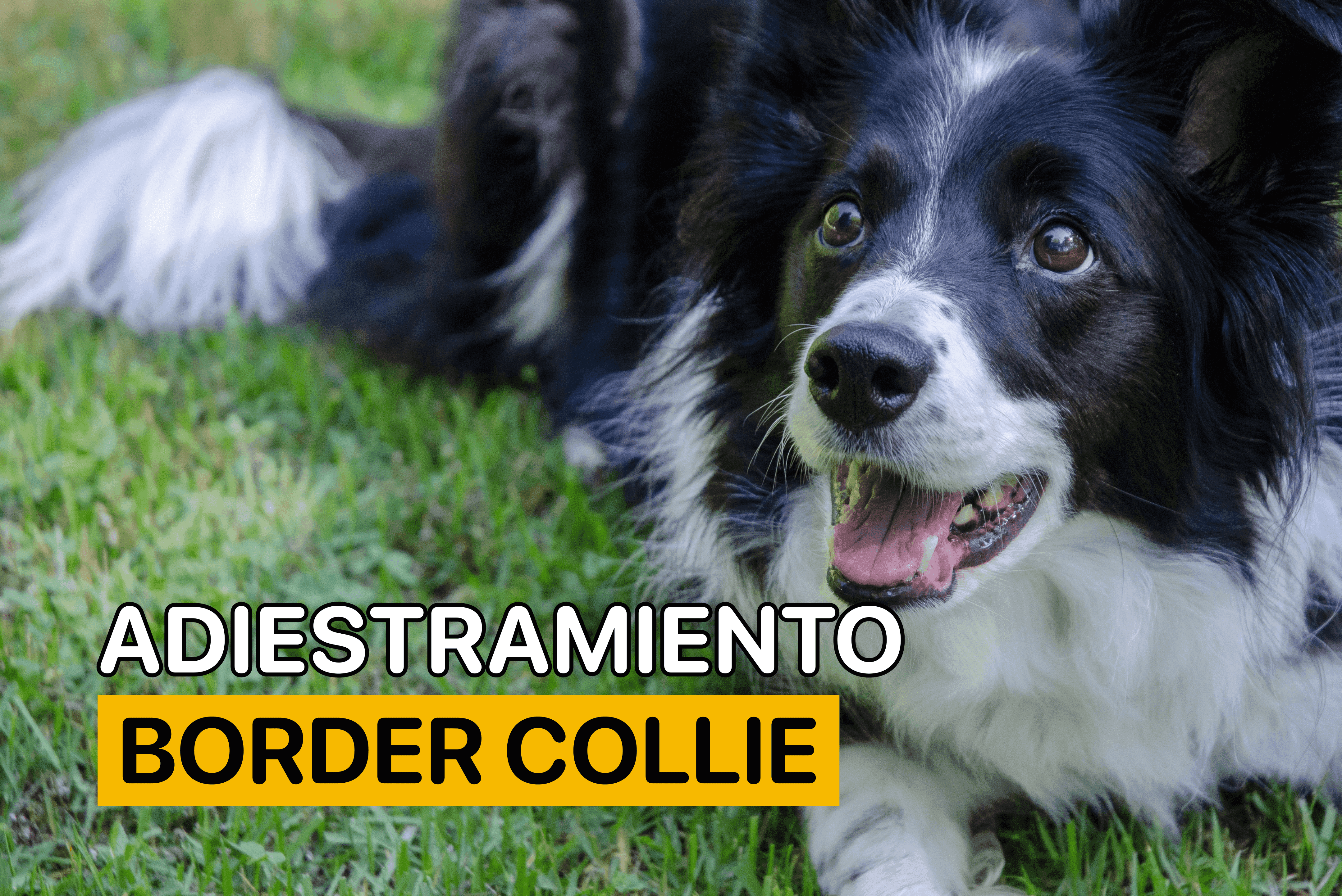 adiestramiento border collie