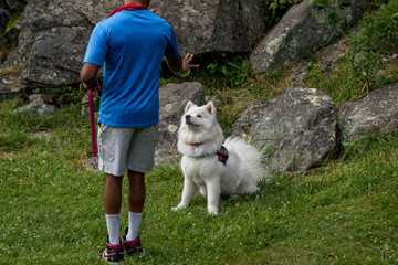 stopping a dog from eating poop