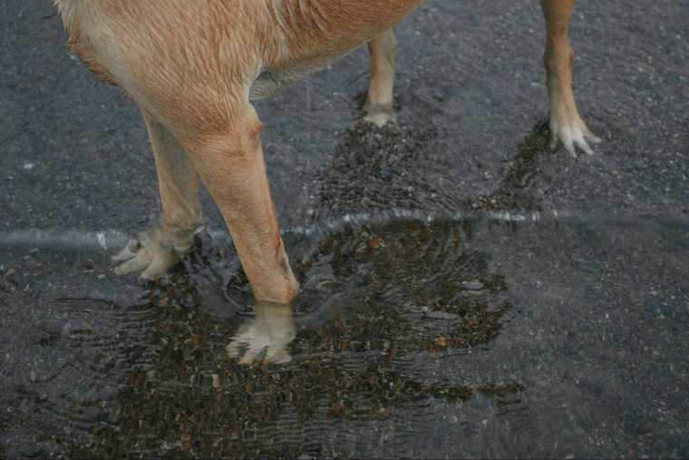 how to treat dog paws burn from pavement