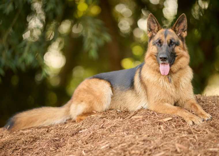 popular dog names male