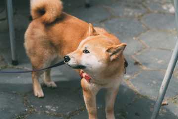 communication dog body language