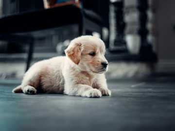 fear period in puppies