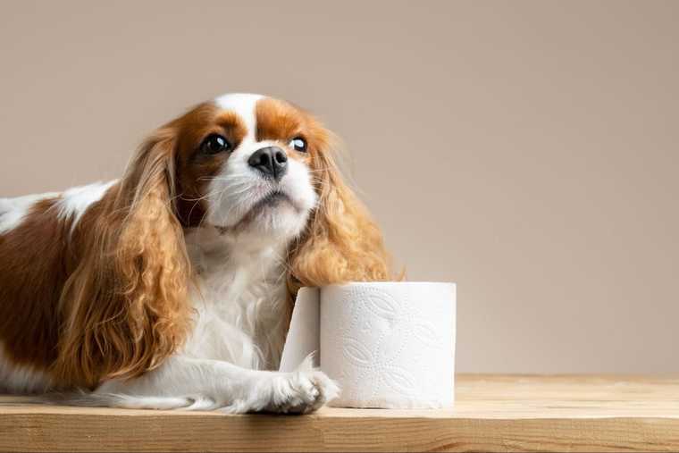 como enseñar a un perro cachorro a hacer sus necesidades en un solo lugar