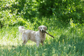training a golden retriever puppy