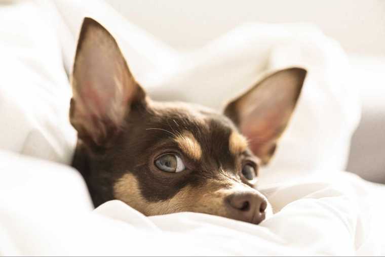 puppy daily schedule