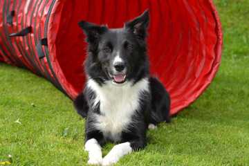 border collie exercise needs