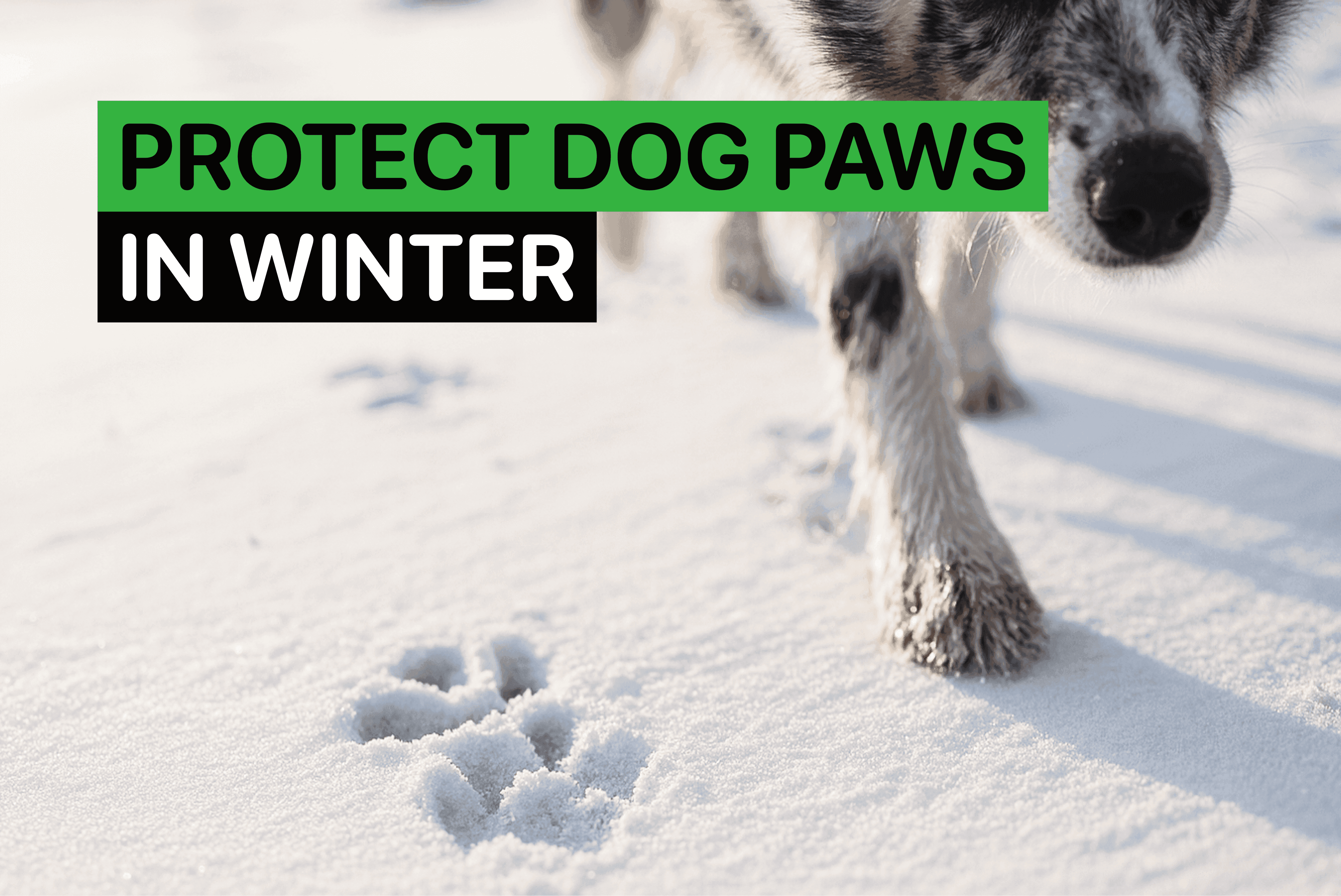 protect dog paws from snow