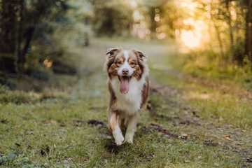 australian shepherd breed characteristics